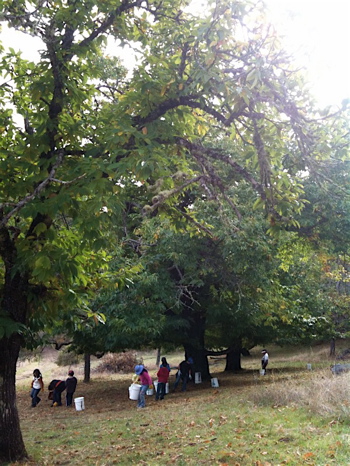 chestnuts3