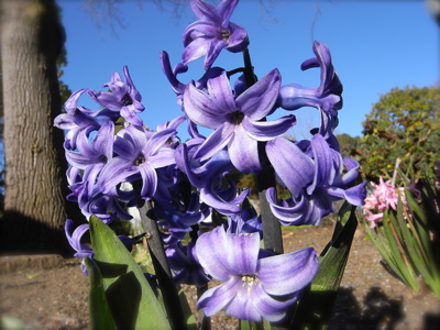 春の花 徒然ぱせり 北california日記 春の花 徒然ぱせり 北california日記
