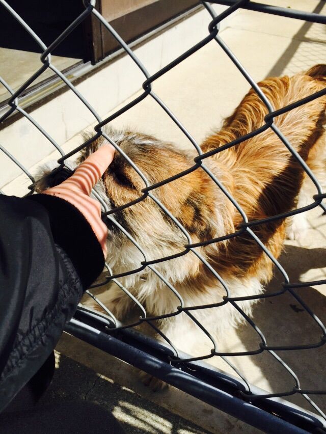 長崎県動物管理所情報 Pet S 長崎県動物管理所情報 Pet S
