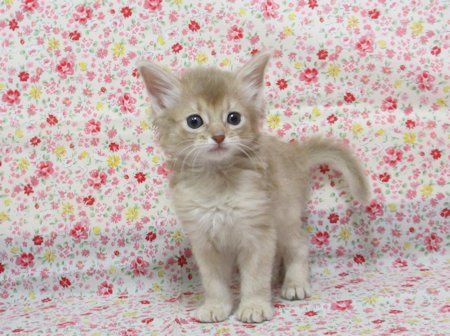 1609263somm161113 002