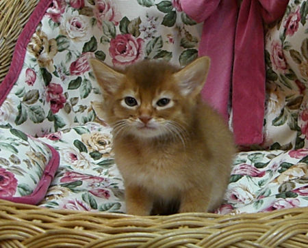 1103132somm110425 002