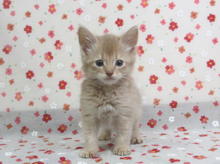 1610111somm161209 001