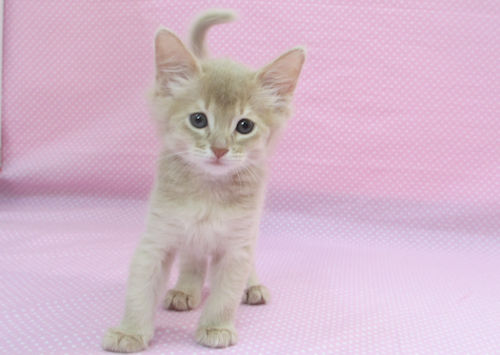 1707073somf170826 001