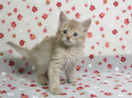 1610111somm161209 002