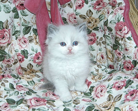 1102031rgdm110208 01