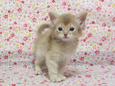 1609263somm161113 003