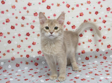 1610115somf170318 001