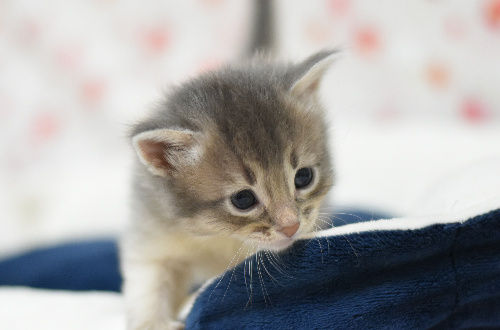 1803144somf180406 001