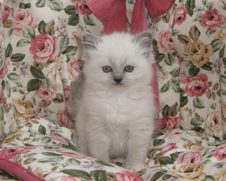 1102032rgdf110208 01