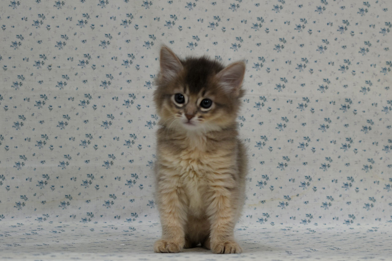 1801071somf180218 001