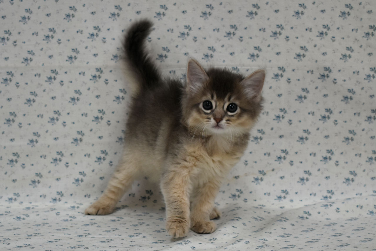 1801071somf180218 002