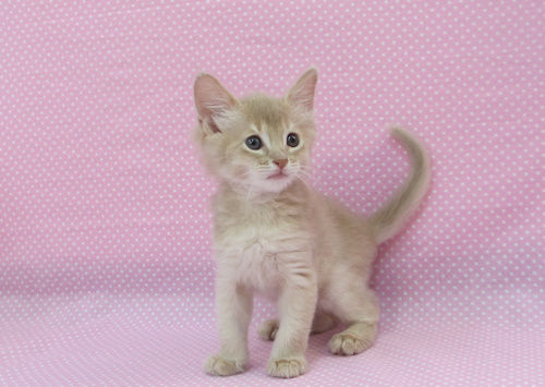 1707073somf170826 002