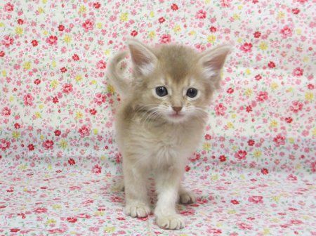 1609263somm161113 001