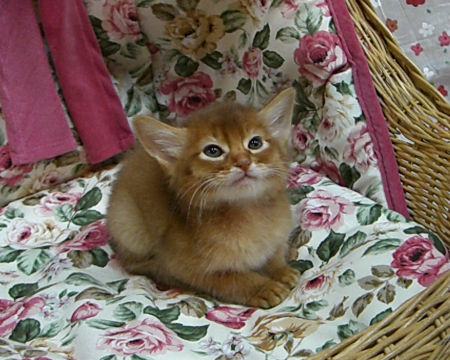 1103132somm110425 003