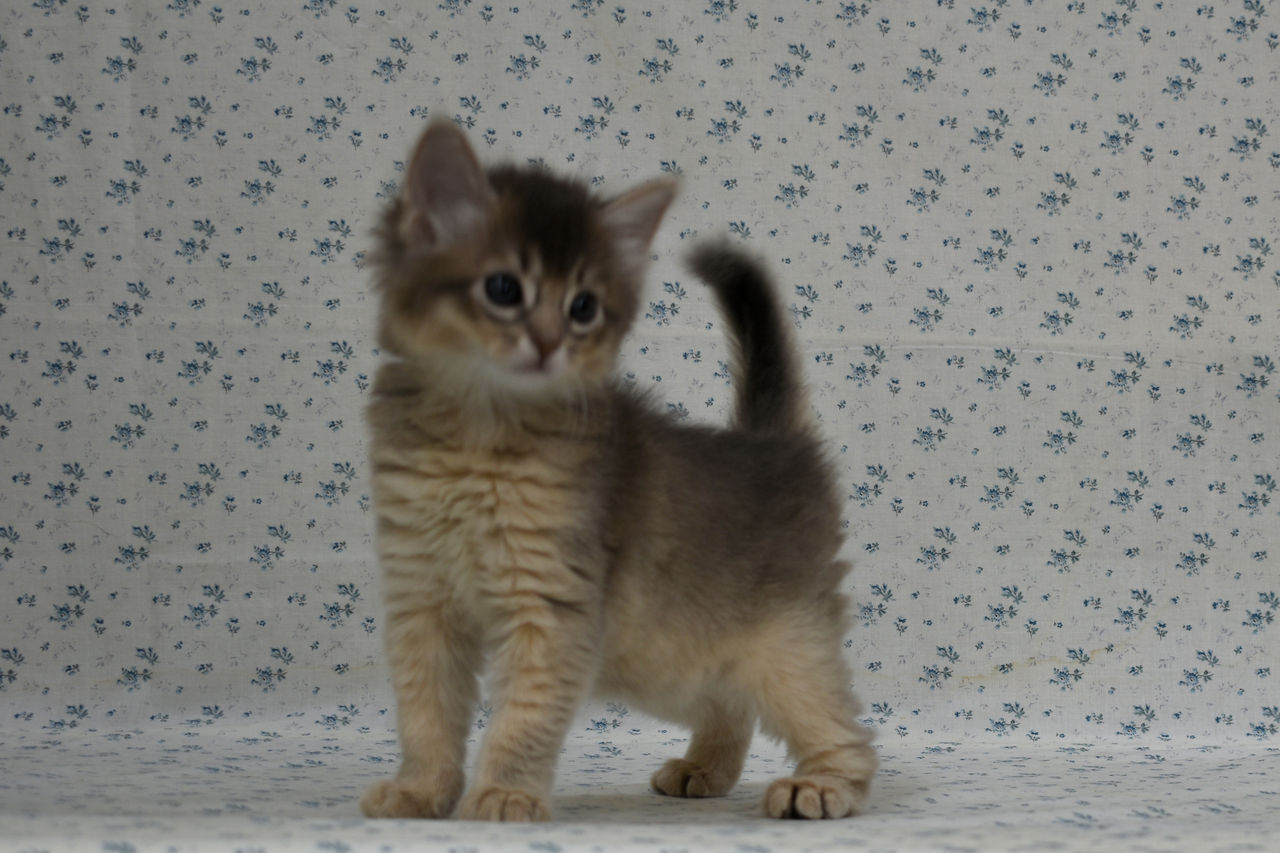 1801071somf180218 003