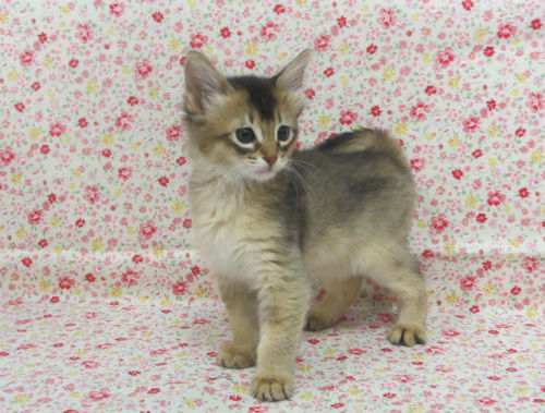 1702274somfru170416 002