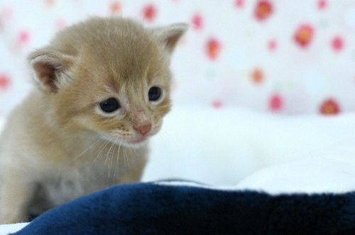 1803141somm180406 001