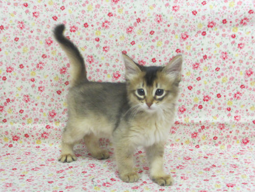 1702274somfru170416 003