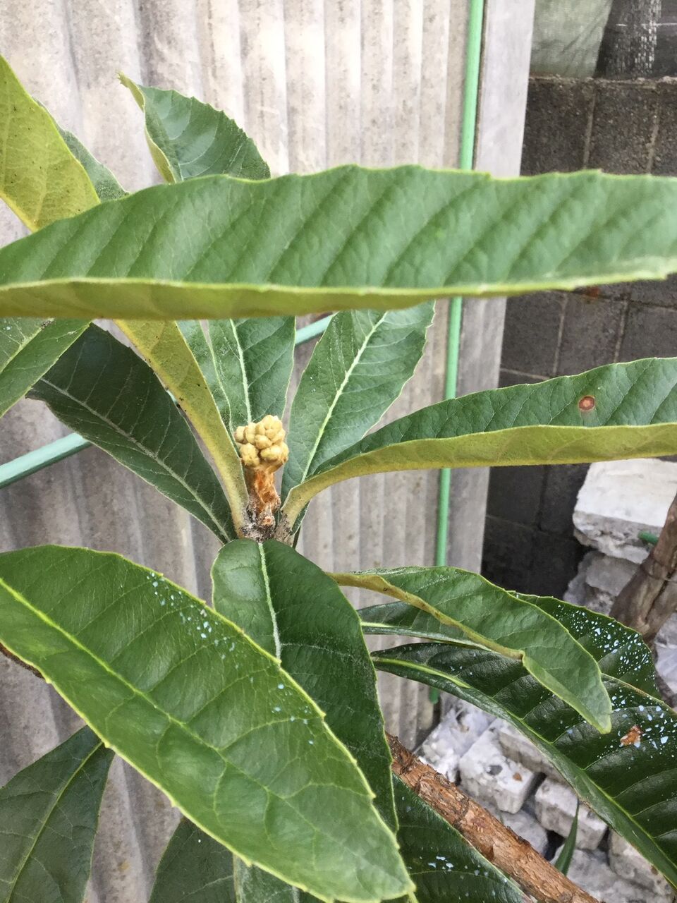 枇杷の花芽 或る癌患者のblog