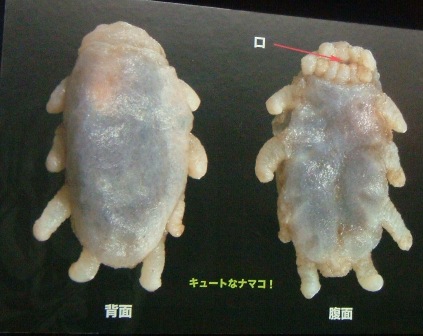 グロかわいい センジュナマコ ぱるぷんてにゅーす グロかわいい センジュナマコ ぱるぷんてにゅーす