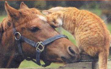 馬猫
