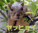 risu