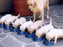 inu