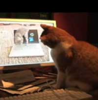 ねこねこあざらく