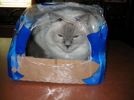 how_to_store_and_organize_cats_62