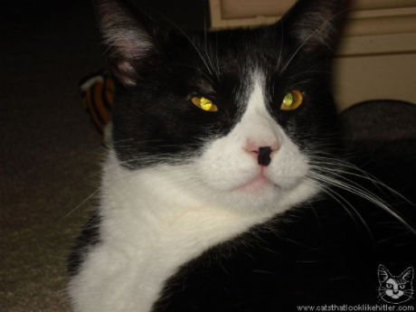 catlirs_or_cats_640_28