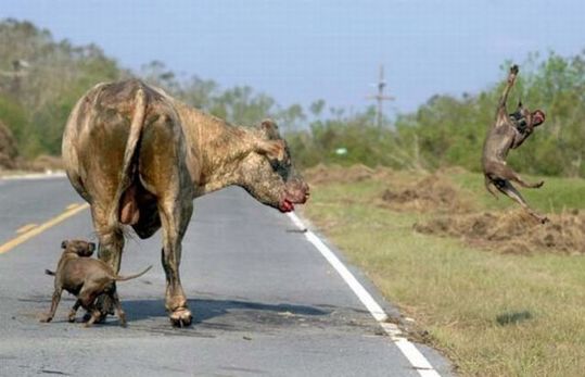 ptibulls_vs_bull_01