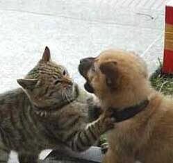 わんにゃんぶー