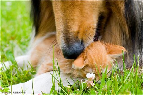 when_kitten_meets_dog_08