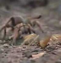 �������夥