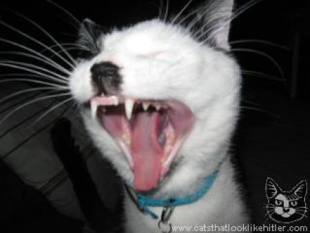 catlirs_or_cats_640_29
