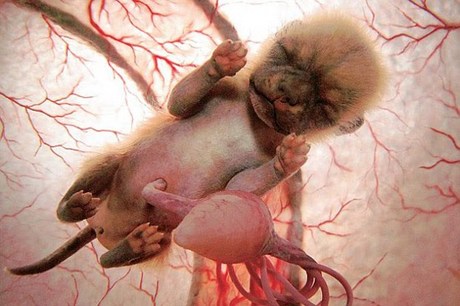 baby-puppy-4