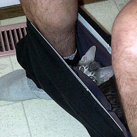 how_to_store_and_organize_cats_63