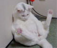 ぬこでそうろう