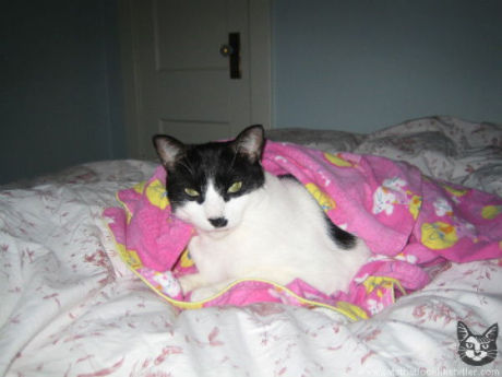 catlirs_or_cats_640_22