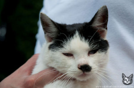 catlirs_or_cats_640_26