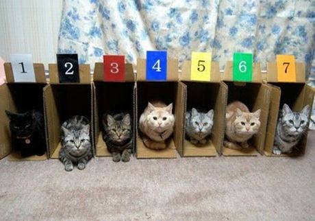 how_to_store_and_organize_cats_33