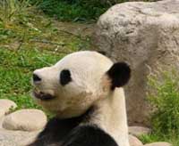 panda