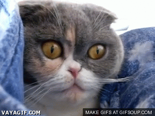 new_gif_collection_05
