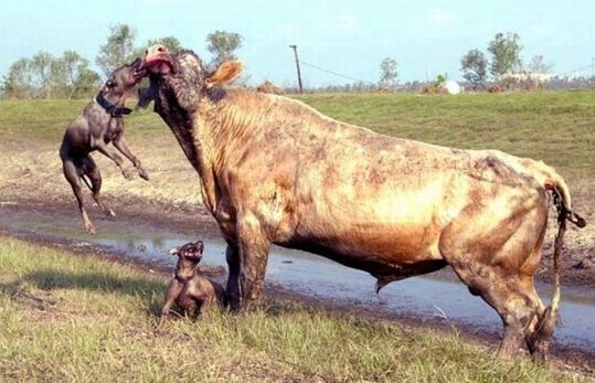 ptibulls_vs_bull_02