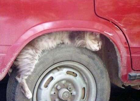 how_to_store_and_organize_cats_67