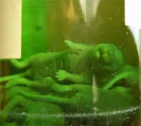 �٥ӡ��ޥ���