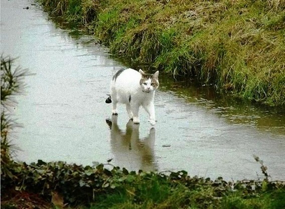 2]_e