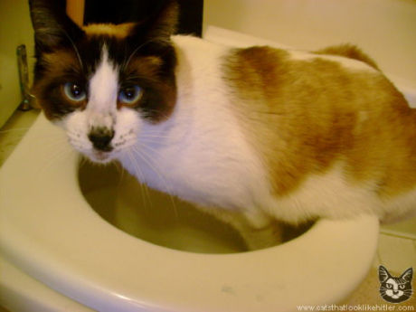 catlirs_or_cats_640_15