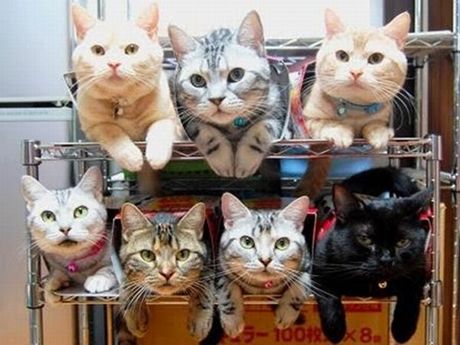 how_to_store_and_organize_cats_02