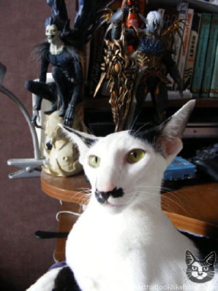 catlirs_or_cats_640_12
